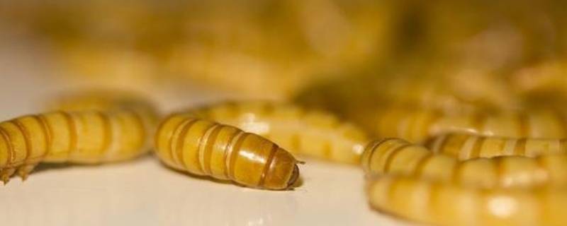 吃毛衣的虫子如何杀死 毛衣虫子怎么彻底清除