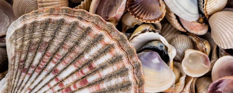 大贝壳叫什么名字 贝壳的样子图片