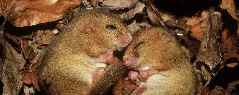 冬眠动物有哪些动物（什么动物要冬眠）