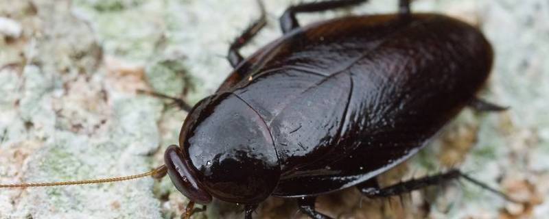 房间有蟑螂怎么办能除根 房间有蟑螂怎么办能除根,家里有宝宝