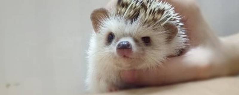 刺猬的刺有哪些作用 刺猬的刺都有什么作用