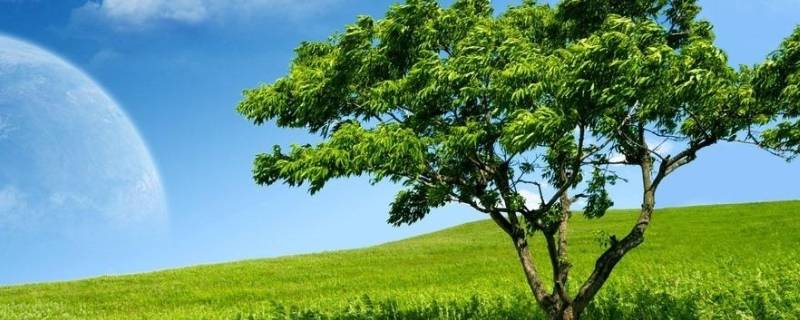 大树的由来（大树的由来而不是）