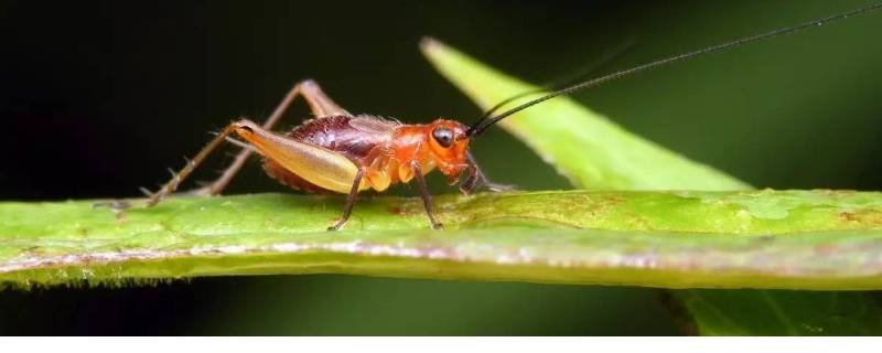 促织是蟋蟀还是蝈蝈 蛐蛐和蝈蝈的区别图片