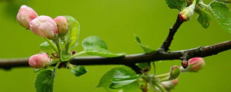 春天的由来（春天的由来简介）