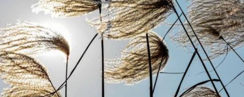 冬天的风为什么叫朔风（秋天的风为什么叫朔风）