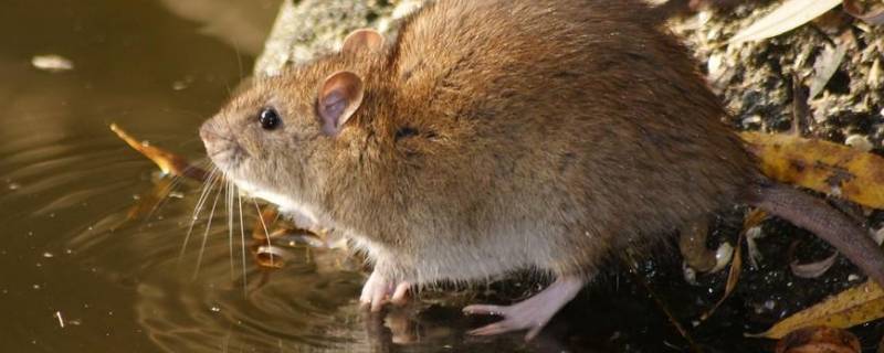 房间有老鼠怎么处理 房间有老鼠怎么处理最有效