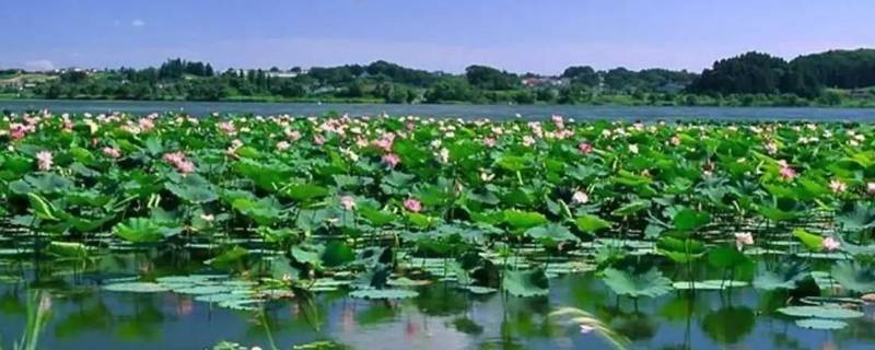 白洋淀由来（白洋淀的由来）