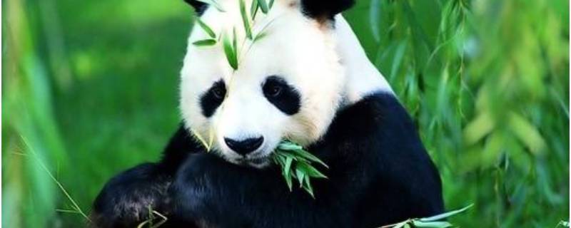 大熊猫的由来（大熊猫的由来作文）