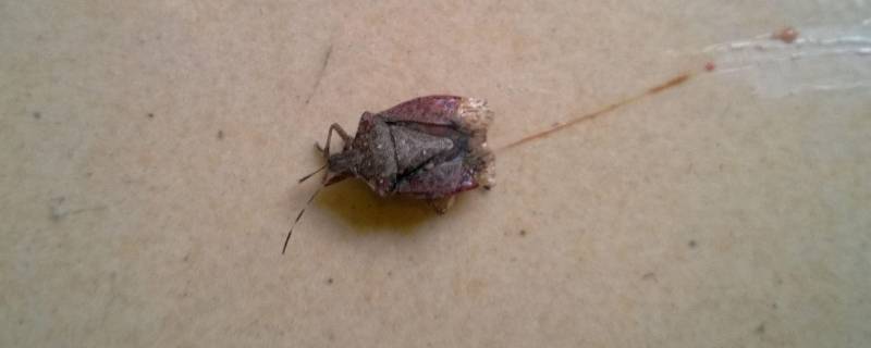 床上放什么可以驱臭虫（被臭虫咬的症状图片）