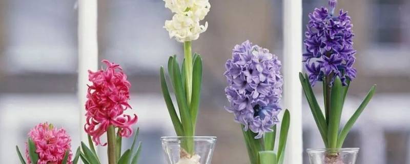 风信子夹箭是什么意思（风信子抽箭）