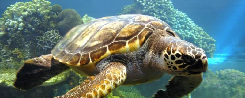 什么动物长命（寿命最长的动物）