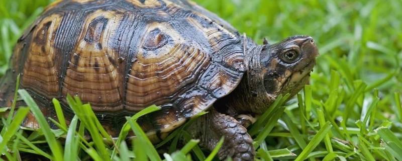 乌龟的汗在哪里（乌龟的汗在哪里排出来）