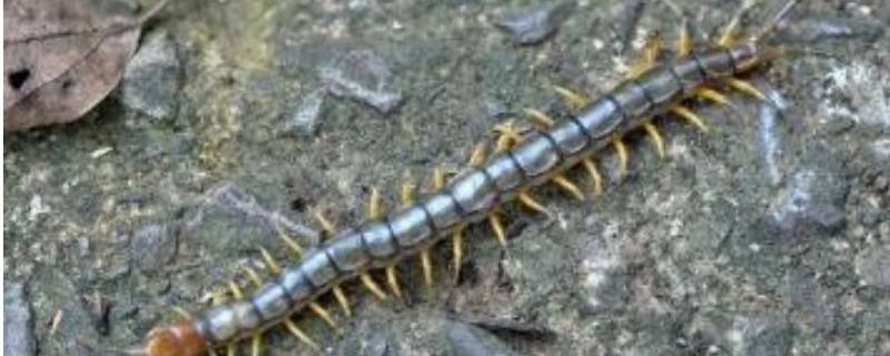 蜈蚣属于昆虫类的吗 蜈蚣属于昆虫类的吗