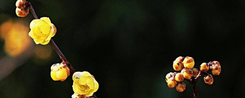 冬天里的腊梅怎么形容（冬天的腊梅怎么写）