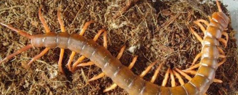 蜈蚣是什么动物 蜈蚣是什么动物食草还是食肉