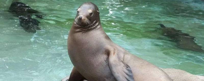 到南方的动物有哪些 冬天到南方的动物有哪些