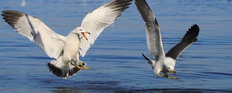 海上清洁工的海鸟是什么鸟（素称海上清洁工的海鸟是什么鸟）