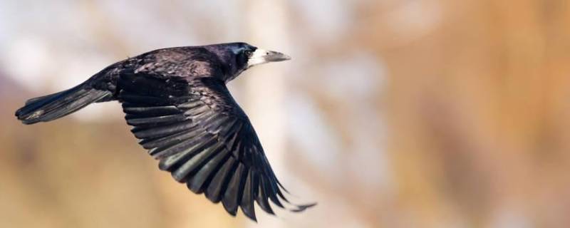 乌鸦吃什么食物为生 乌鸦吃什么食物为生命