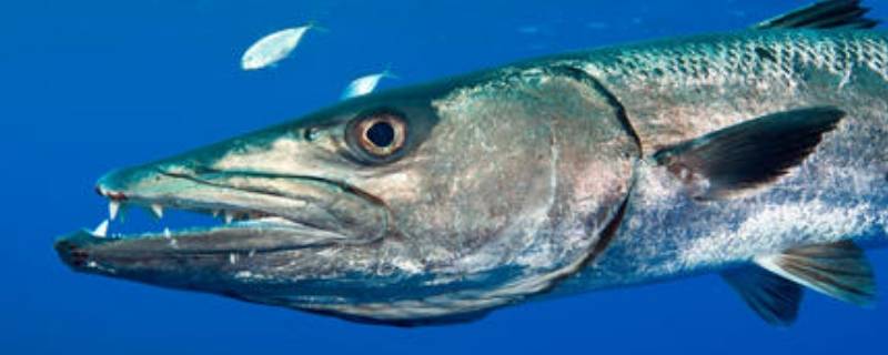 spuddle是什么生物 spuddle是什么生物图片