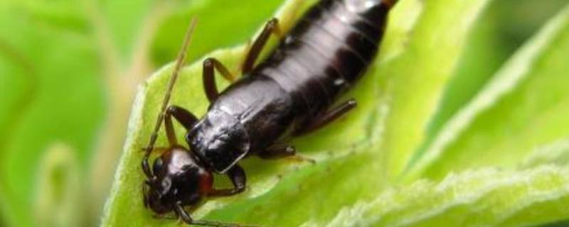 卫生间蠼螋是从哪来的 最近的卫生间在哪里