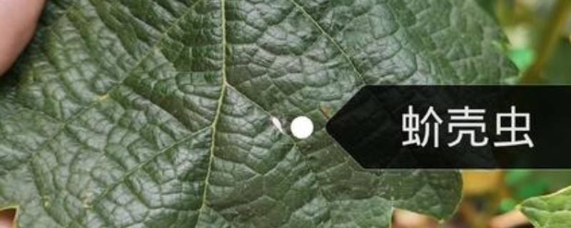 土壤里的蚧壳虫怎样彻底消灭（蚧壳虫的土怎么处理）