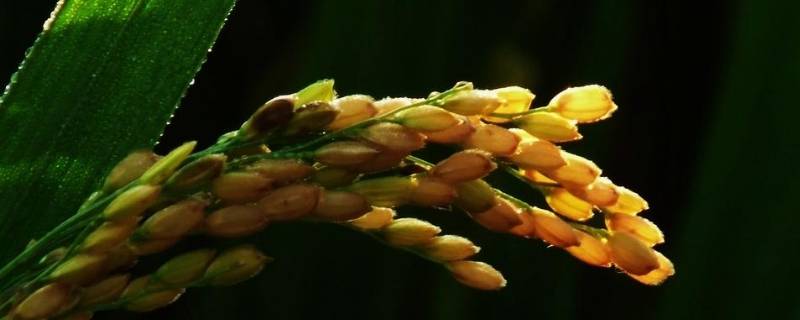 稻穗的象征意义（稻穗logo设计）