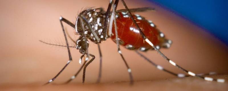 蚊子属于什么类动物（国家为什么不让蚊子灭绝）