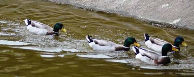 冬天鸭子在室外怕冷吗 冬天鸭子会冷吗