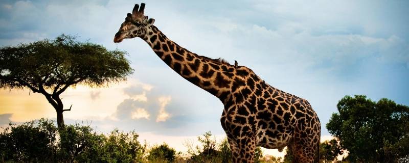 长颈鹿的介绍和特点 长颈鹿的介绍和特点英文