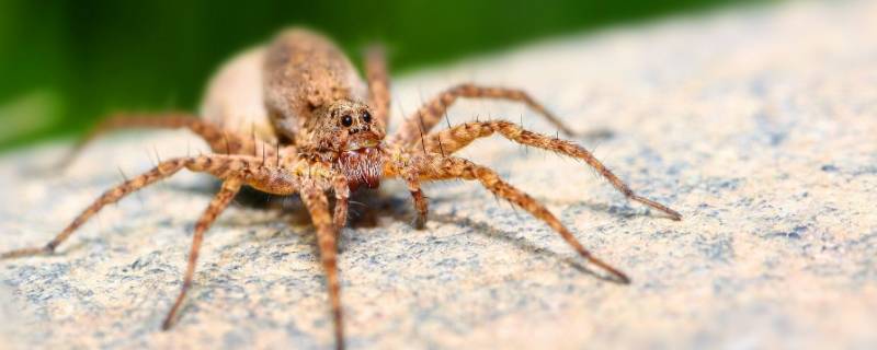 蜘蛛为什么不是昆虫（蜘蛛为什么不是昆虫类）