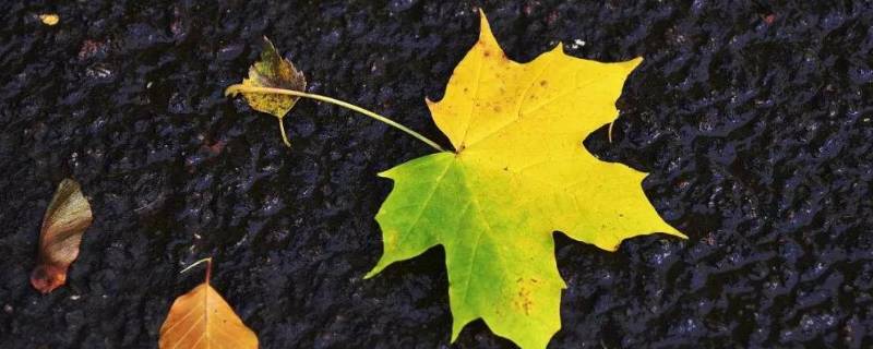 梧桐树叶子长得像什么（梧桐树叶子长得像什么东西）