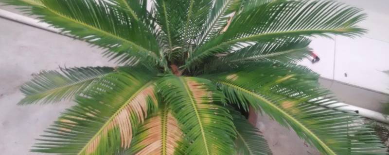 冬天铁树叶子发黄是怎么回事（铁树冬天叶子发黄是咋回事）