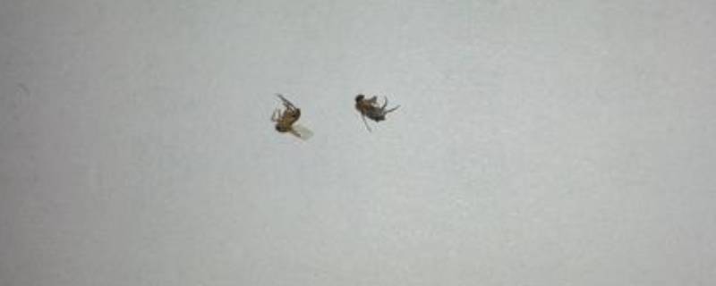 跳蚤是怎么产生的（跳蚤是怎么产生的?）