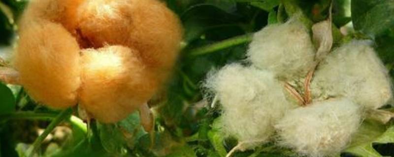 天然纤维有哪些 天然纤维有哪些优缺点