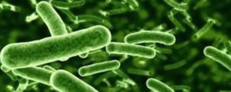 分解者有哪些生物（分解者有哪些生物学）