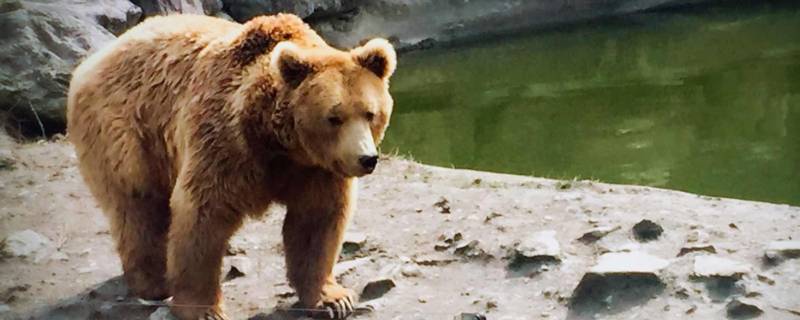 冬天睡觉的动物有什么 冬天睡觉的动物有什么特点