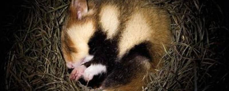 冬眠的小动物（冬眠的小动物有哪些?）