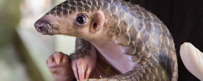 铁衣是什么动物 铁布衫代表什么动物