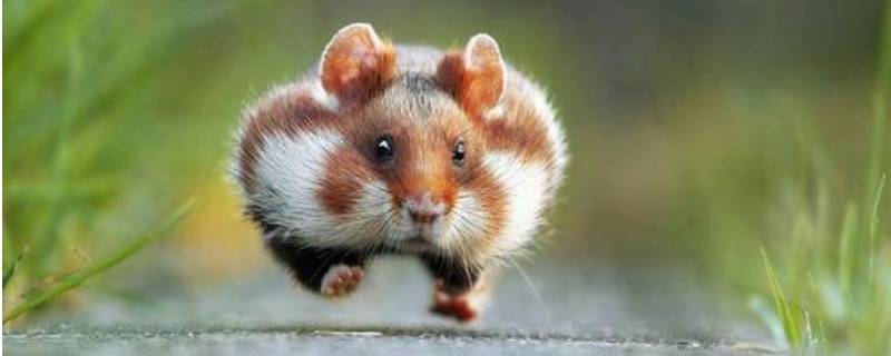 怎样保护野生动物（保护野生动物10个建议）