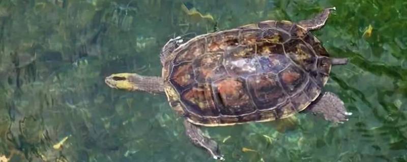 乌龟属于哪类动物 乌龟属于哪类动物繁殖