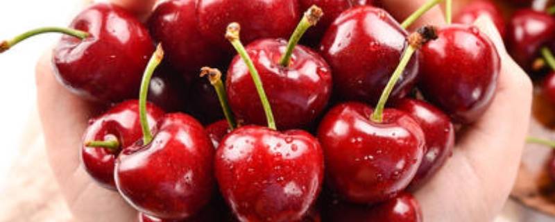 stella车厘子特点 车厘子品种sweetheart