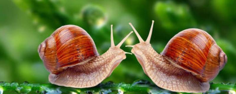 蜗牛冬天冬眠吗（蜗牛冬天需要冬眠吗）
