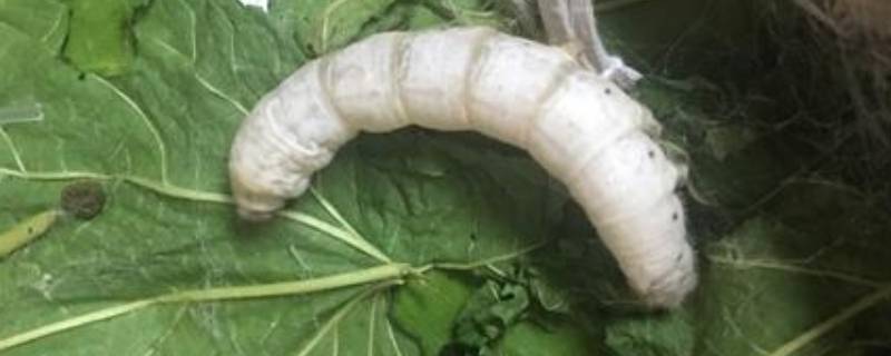 万缕千丝是什么动物（千丝万缕的动物）