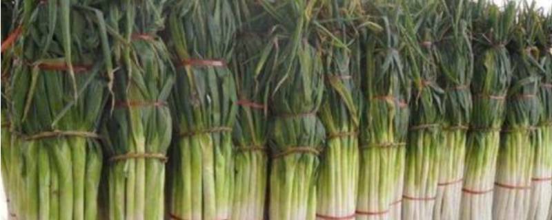 冬天储存大葱怕冻吗 冬天大葱可以放到外面冻吗