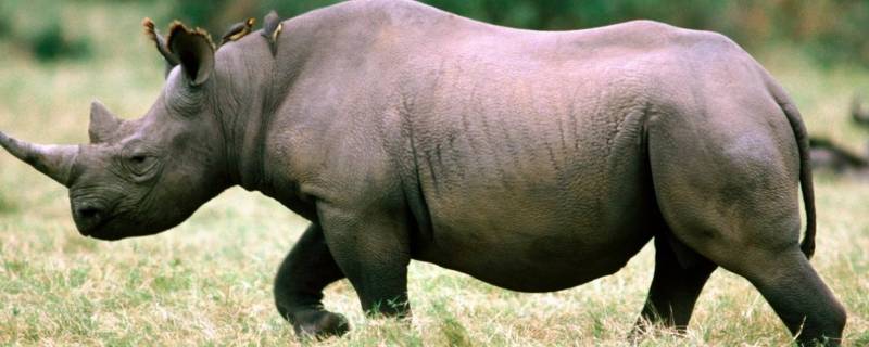 犀牛的繁殖方式（犀牛的繁殖方式有几种）