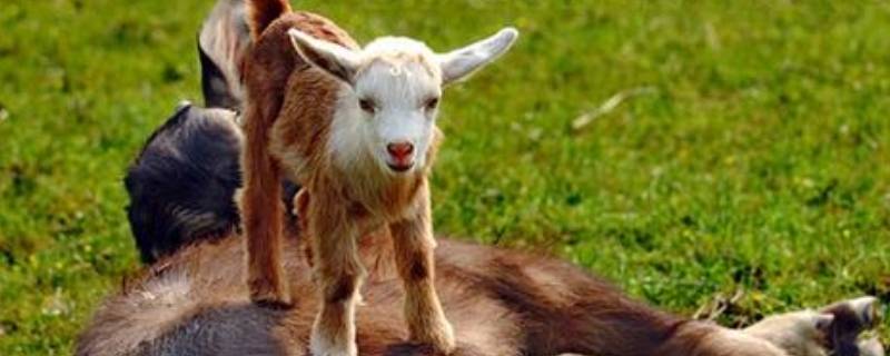 荡气回肠打一个动物（荡气回肠,打一动物）