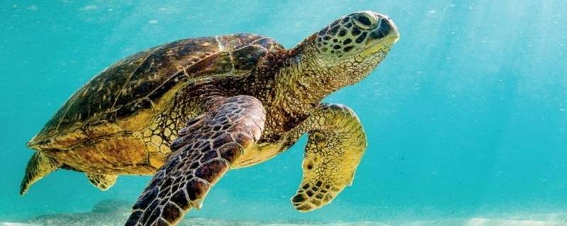 海龟会飞吗 海龟会飞还是会游泳