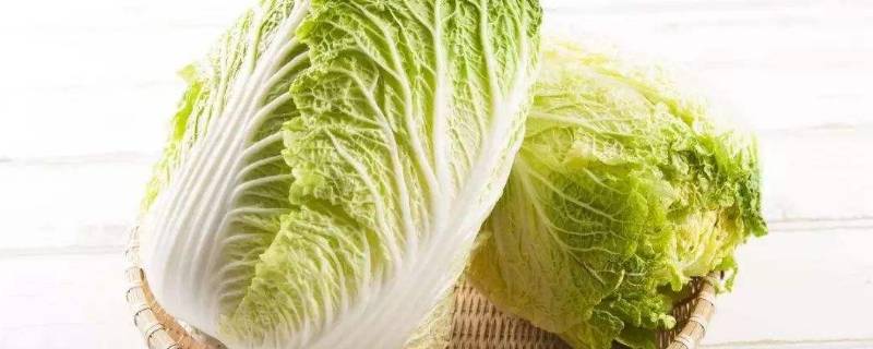大量储存白菜方法 家庭长久储存白菜方法