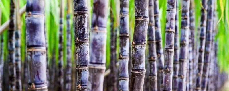 甘蔗变红砍掉后能吃吗（把甘蔗发红的部分砍掉还能吃吗）