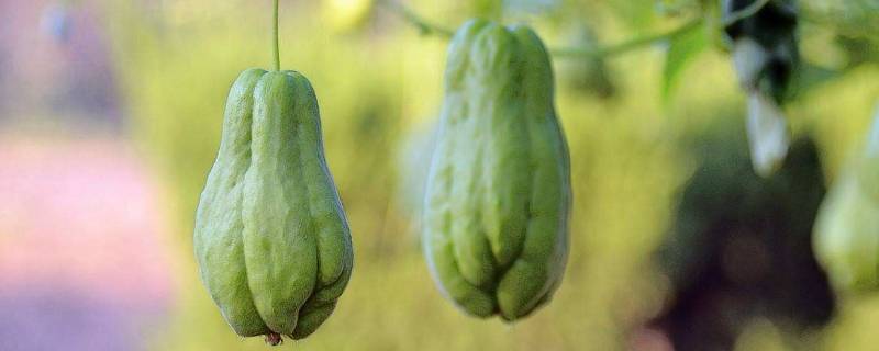 佛手瓜绿色好还是白色好（佛手瓜绿色好还是白色好呢）